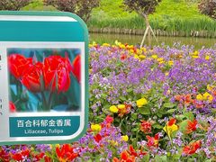 -荷兰花海