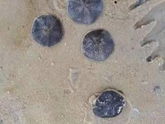 -红树林天天赶海