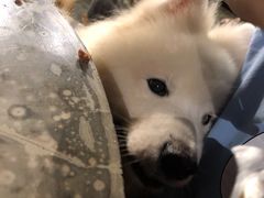 -more than meow吴止猫主题餐厅(承德 中船汇店)