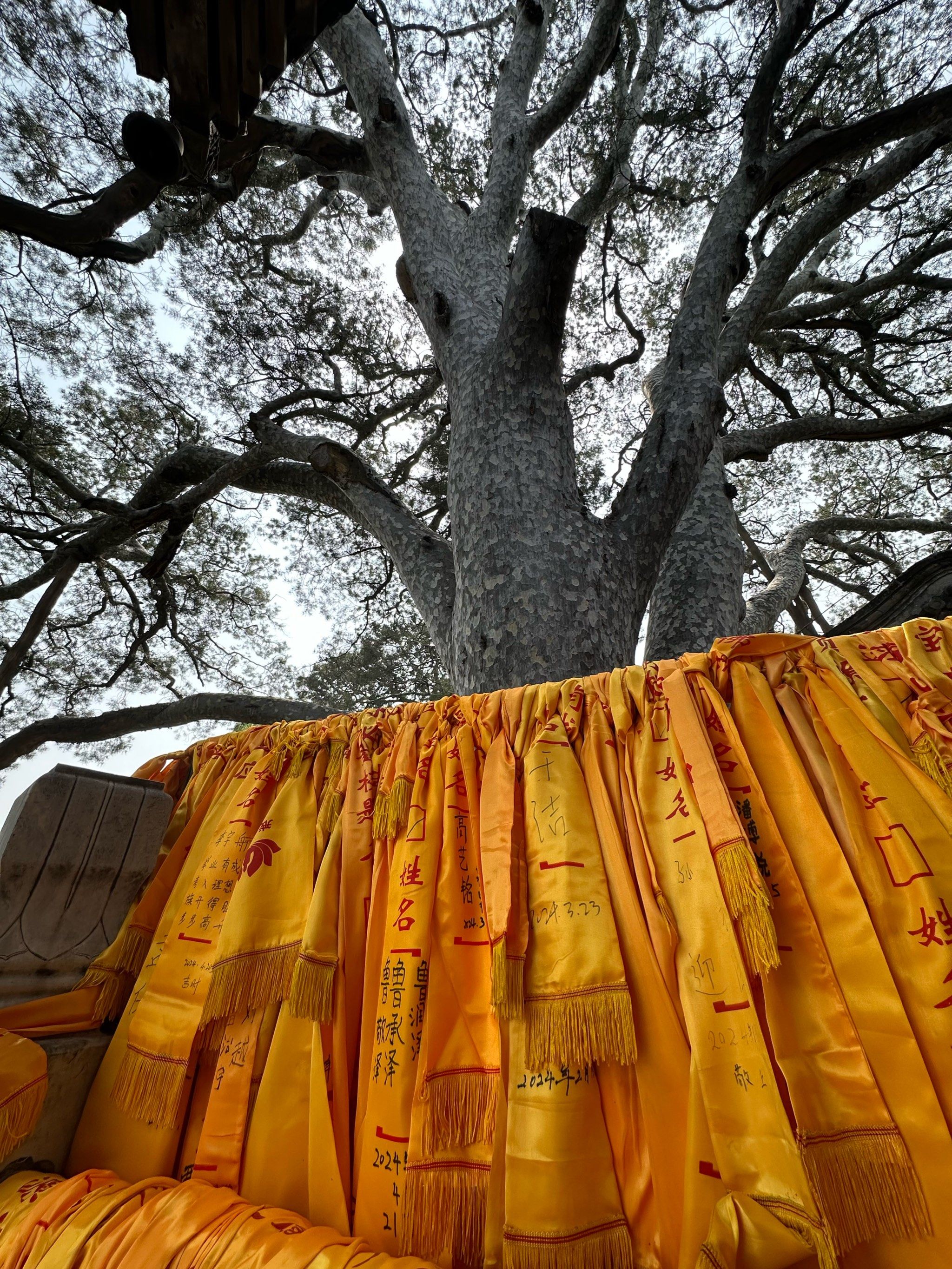 戒台寺九龙松许愿树