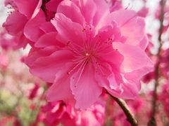-南汇桃花村