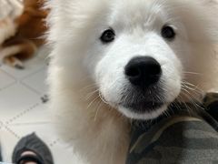 -毛绒耶耶撸宠馆·猫咖·狗咖·荷兰猪咖