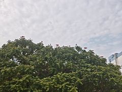 -龙舟池