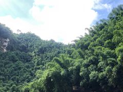 -芦沟竹海