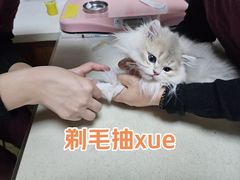 -美联众合动物医院·伴可分院·内科中心医院
