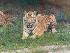 -深圳野生动物园
