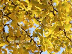 -千年银杏谷文化旅游区