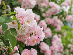 -天鹅湖体育公园