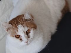 -平行世界·猫咖(首经贸店)