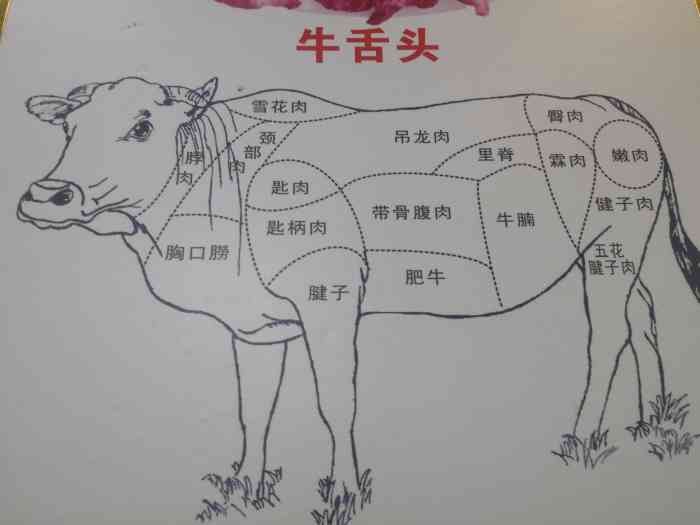 黄牛解剖图解图片
