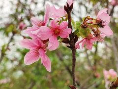 -天适樱花悠乐园