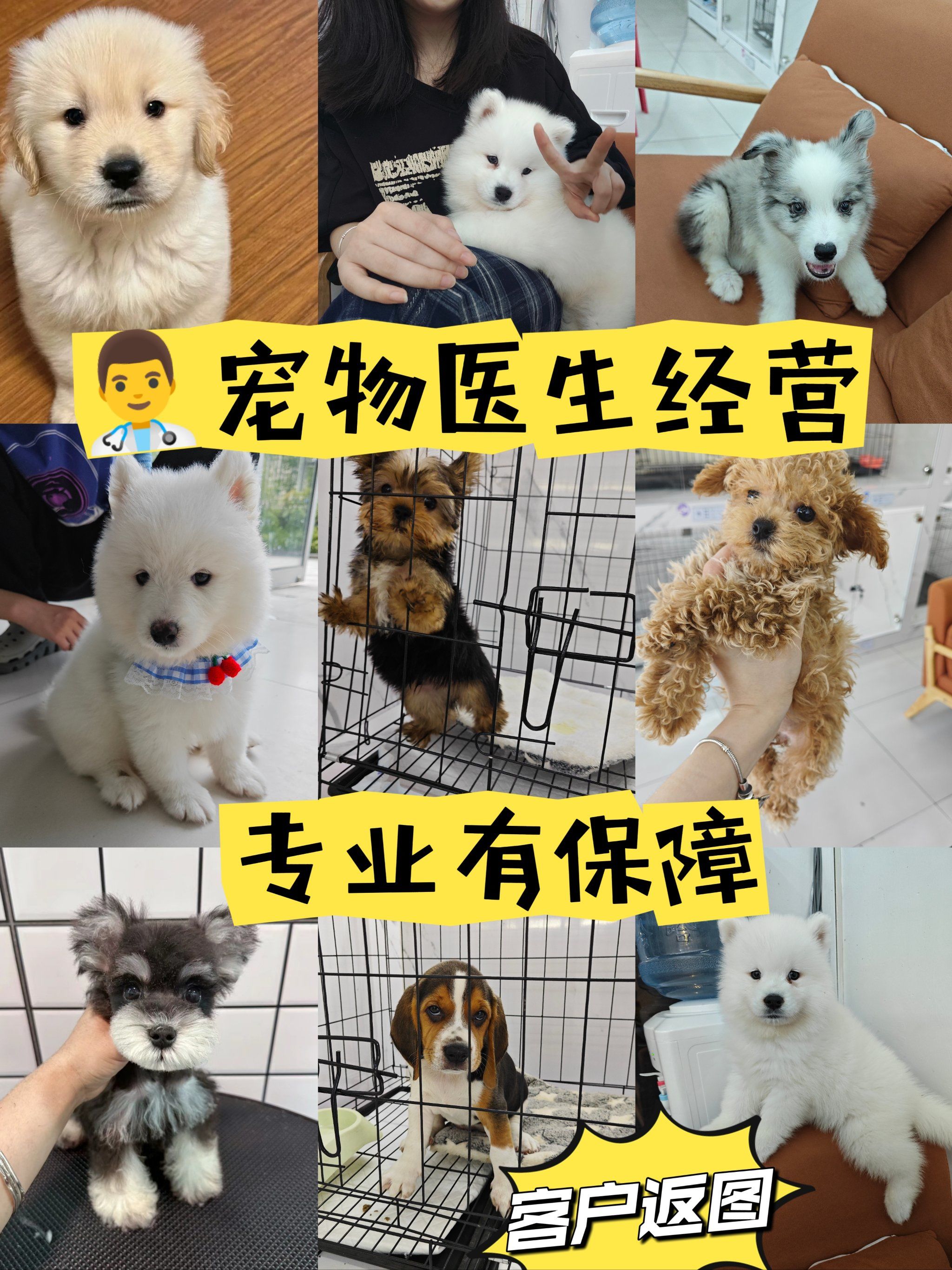 养狗必备 #养狗攻略 #杭州宠物店 #杭州宠物 #杭州买狗 #杭州买狗在