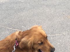 -唯美宠物生活馆(绿地国际生态城店)