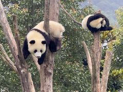 -卧龙中华大熊猫苑神树坪基地