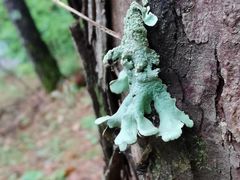 -帽儿山国家森林公园