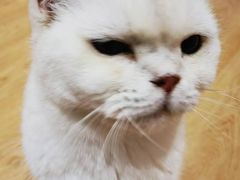 -1013 PET SHOP精品宠物商店(丁香店)