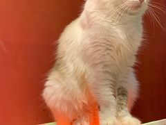 -猫色咖啡·猫咖