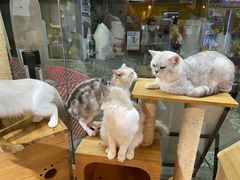 -more than meow吴止猫主题餐厅(承德 中船汇店)