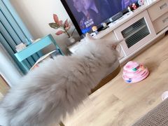 -猫大福·Fortune Cat猫舍(百子湾店)