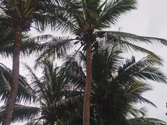-三亚亚龙湾五号度假别墅酒店