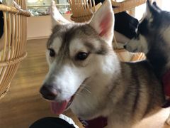 -Husky Go! 哈士奇体验馆·宠物咖啡厅狗咖