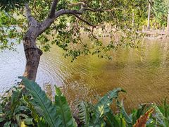 -深圳仙湖植物园