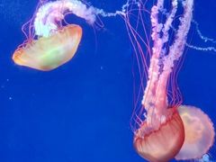 -海合安成都极地海洋公园