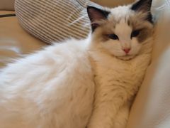 -momokira米努特·德文卷毛猫·棉花面纱犬