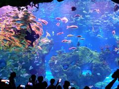 -芜湖新华联大白鲸海洋公园