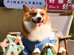 -宠福鑫康馨动物医院·骨科·眼科