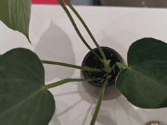 -眉州东坡(清河万象汇店)