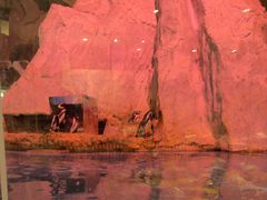 -帝企鹅自助餐厅•儿童岛•真企鹅(长隆企鹅酒店)