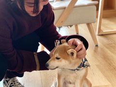 -柴犬小屋·柴餐厅·狗咖食堂(金鼎广场店)