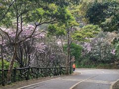 -梧桐山风景名胜区