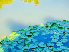 -深圳国际园林花卉博览园