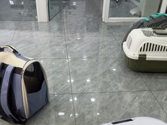 -爱洗澡的猫(望京店)