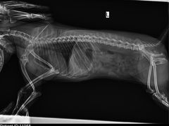 -瑞鹏宠物医院·爱宠堂·骨外专科(西荷分院)