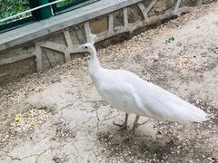 -新疆天山野生动物园