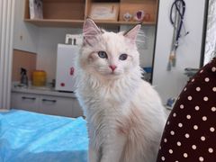-瑞派·关忠动物医院·猫专科·犬专科(三环新城店)