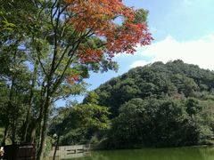 -广州市石门国家森林公园