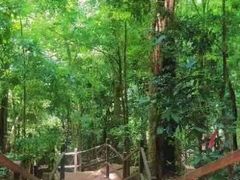 -西双版纳原始森林公园
