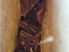 -香糯炎荞饼王(解放碑店)