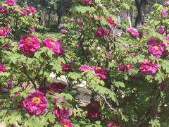 -洛阳市隋唐城遗址植物园