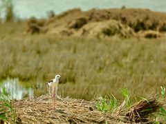 -南大港湿地风景区