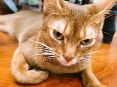 -猫小院猫主题咖啡厅(北锣店)