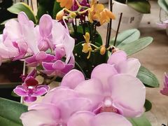 -宜家家居(四元桥商场店)