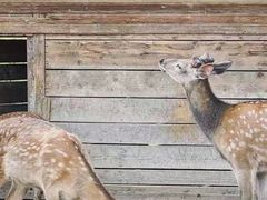 -安德鲁户外烧烤帐篷营地(马泉营店)