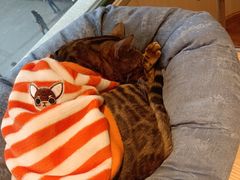 -绒爪撸猫下午茶·猫咖