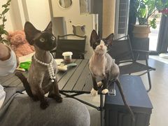 -琪喵猫屋·撸猫猫咖·猫舍