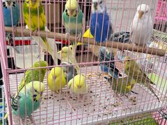 -中环花鸟鱼虫市场